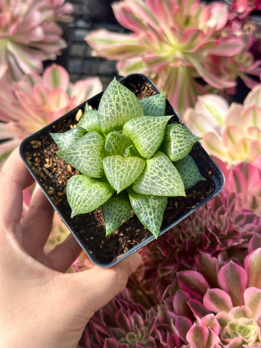 Rare Succulents - Haworthia Comptoniana Hakugei (3.5