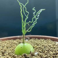 Rare Caudex - Ornithogalum Tortuosum, Budding Bulb, Live Plant (0.4”)