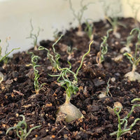 Rare Caudex - Ornithogalum Tortuosum, Budding Bulb, Live Plant (0.4”)