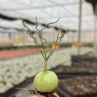 Rare Caudex - Ornithogalum Tortuosum, Budding Bulb, Live Plant (0.4”)