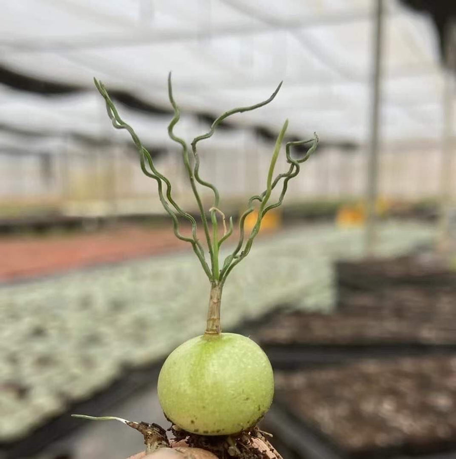 Rare Caudex - Ornithogalum Tortuosum, Budding Bulb, Live Plant (0.4”)