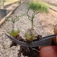 Rare Caudex - Ornithogalum Tortuosum, Budding Bulb, Live Plant (0.4”)