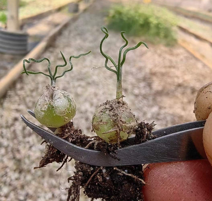 Rare Caudex - Ornithogalum Tortuosum, Budding Bulb, Live Plant (0.4”)