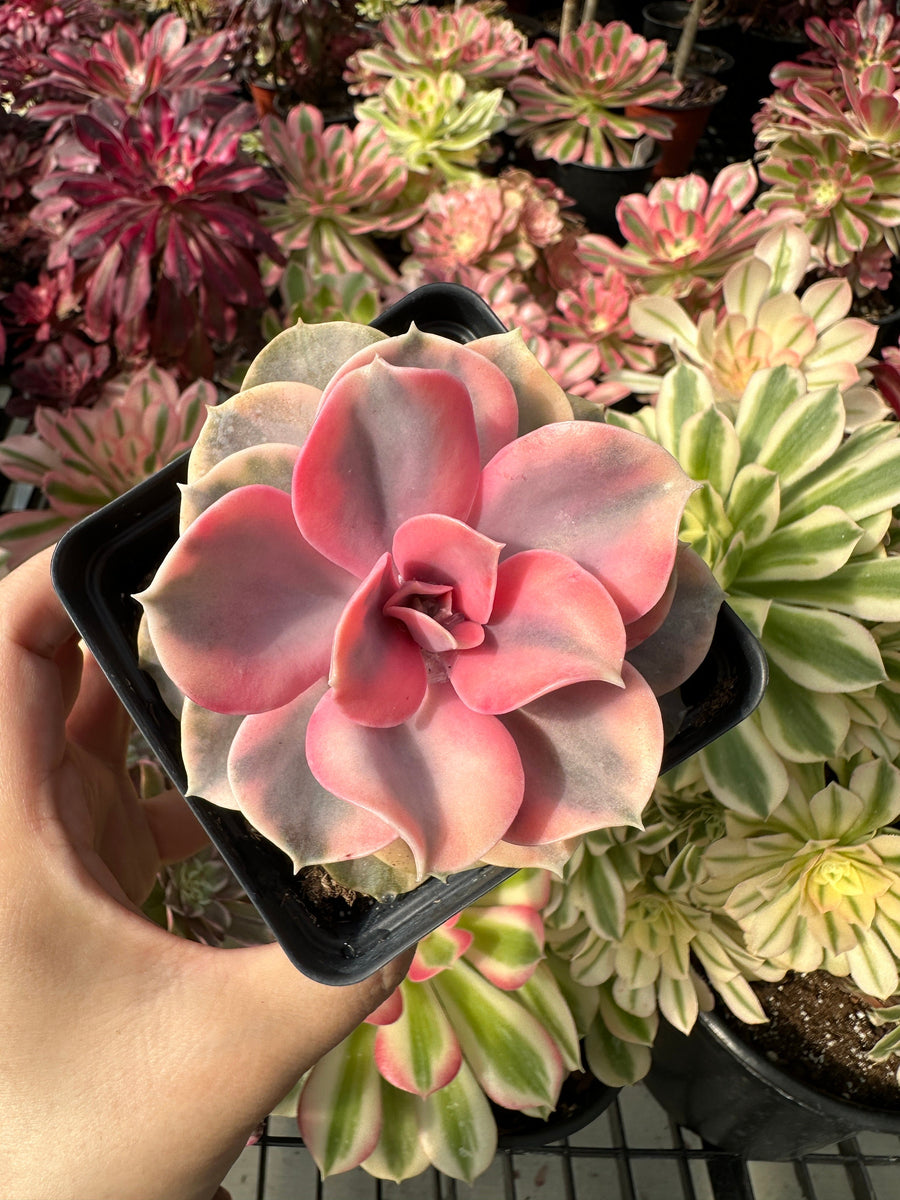 Rare Succulents - Echeveria Rainbow Variegated