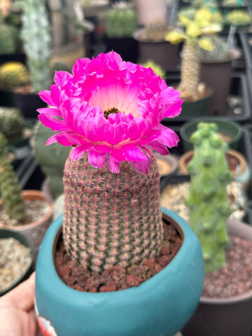 Rare Cactus - Echinocereus Rigidissimus 'Rainbow Cactus' (Single Stem)