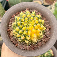 Rare Cactus - Gymnocalycium Baldianum Variegata