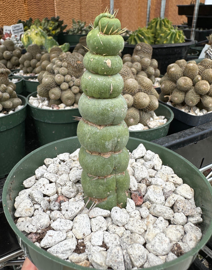 Rare Cactus - Eulychnia castanea fa. varispiralis 'Unicorn Cactus'