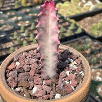 Rare Euphorbia - Euphorbia Lactea ghost Variegata pink