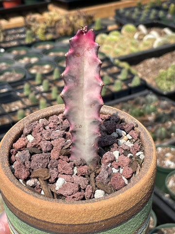 Rare Euphorbia - Euphorbia Lactea ghost Variegata pink