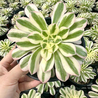 Rare Succulents - Aeonium Variegated Maybach