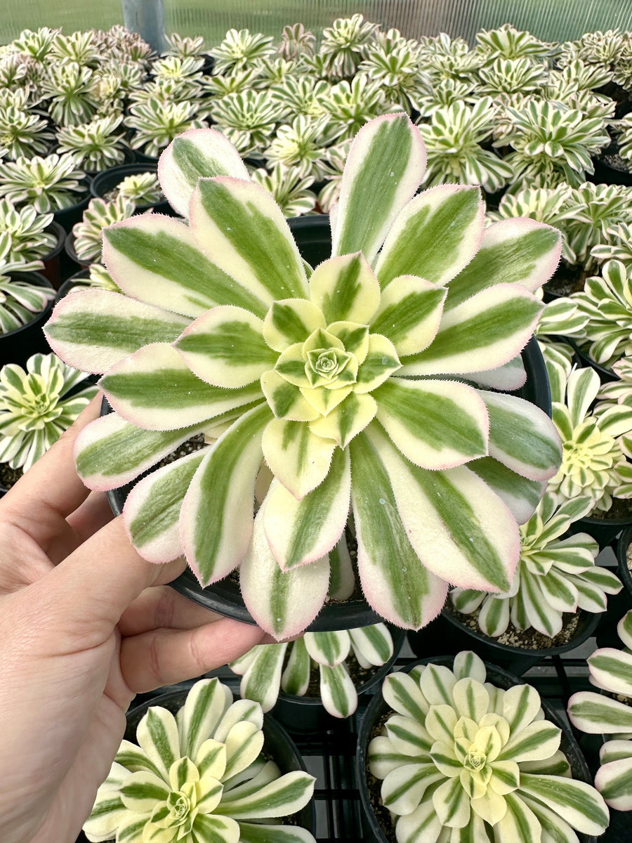 Rare Succulents - Aeonium Variegated Maybach