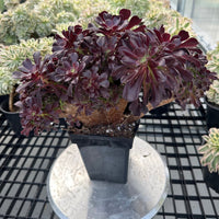 Rare Succulents - Aeonium Zwartkin Crested (8)