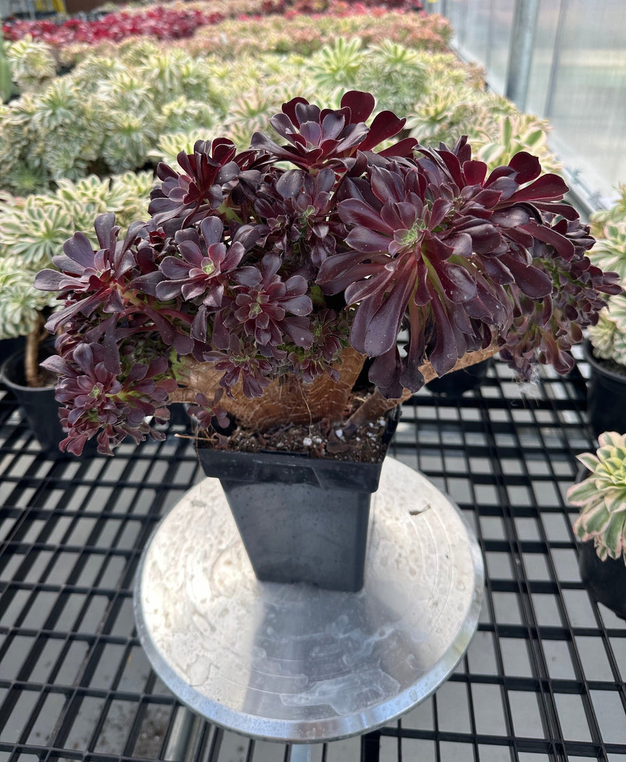 Rare Succulents - Aeonium Zwartkin Crested (8)