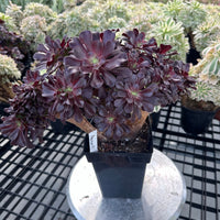 Rare Succulents - Aeonium Zwartkin Crested (8)