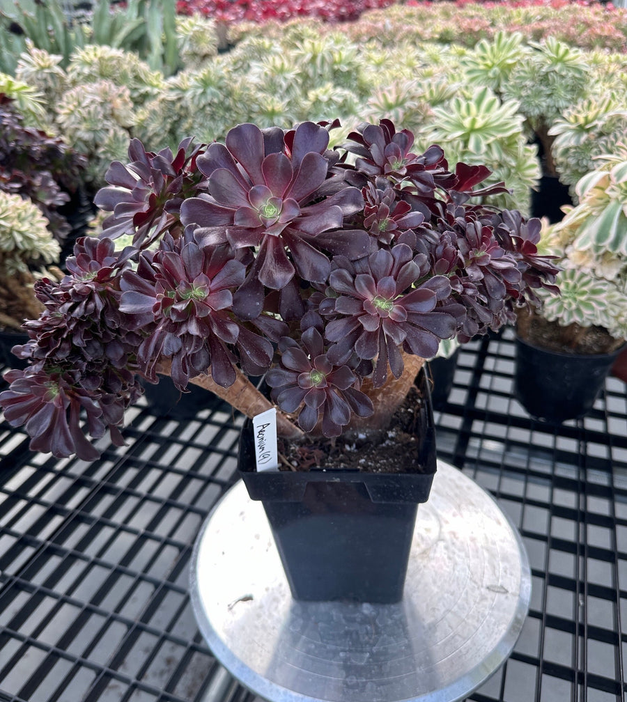 Rare Succulents - Aeonium Zwartkin Crested (8)