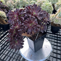 Rare Succulents - Aeonium Zwartkin Crested (8)