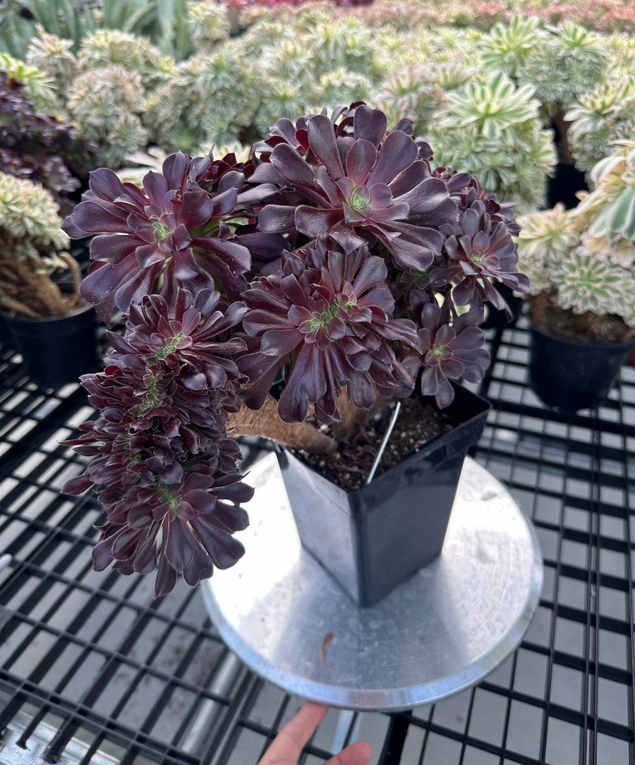 Rare Succulents - Aeonium Zwartkin Crested (8)