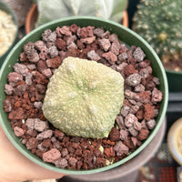 Pseudolithos Migiurtinus, Rare Succulent Species, Large and Unique