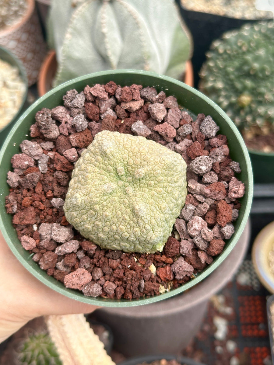 Pseudolithos Migiurtinus, Rare Succulent Species, Large and Unique