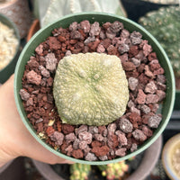 Pseudolithos Migiurtinus, Rare Succulent Species, Large and Unique