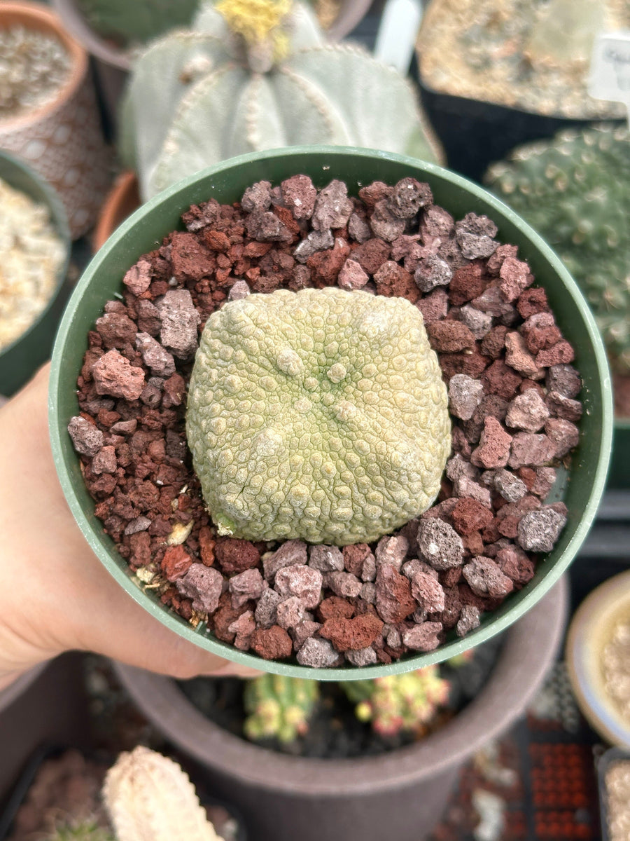 Pseudolithos Migiurtinus, Rare Succulent Species, Large and Unique