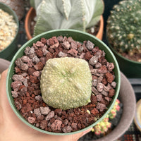 Pseudolithos Migiurtinus, Rare Succulent Species, Large and Unique