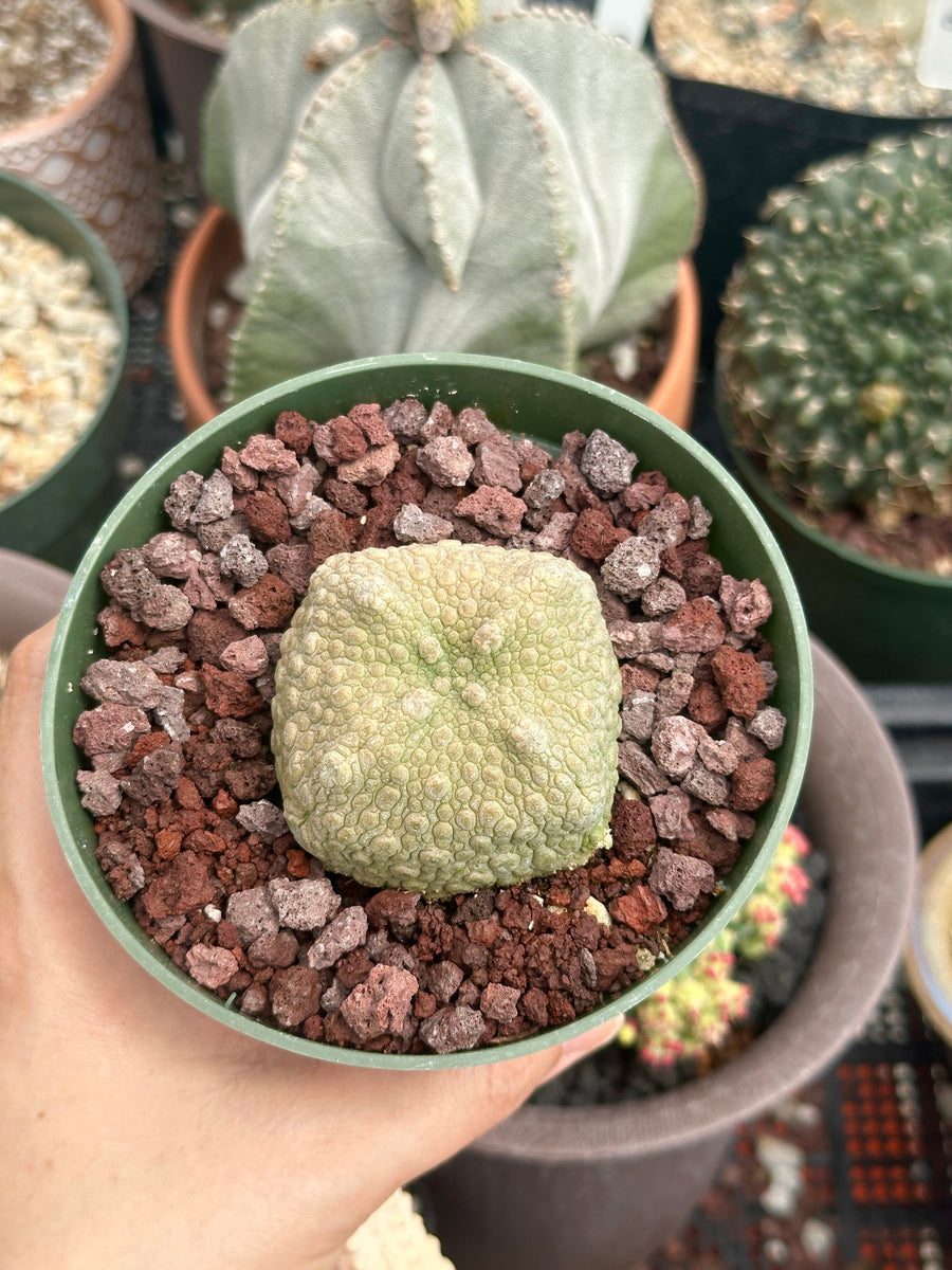 Pseudolithos Migiurtinus, Rare Succulent Species, Large and Unique