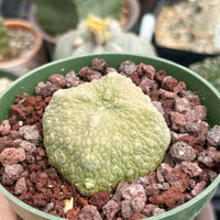 Pseudolithos Migiurtinus, Rare Succulent Species, Large and Unique