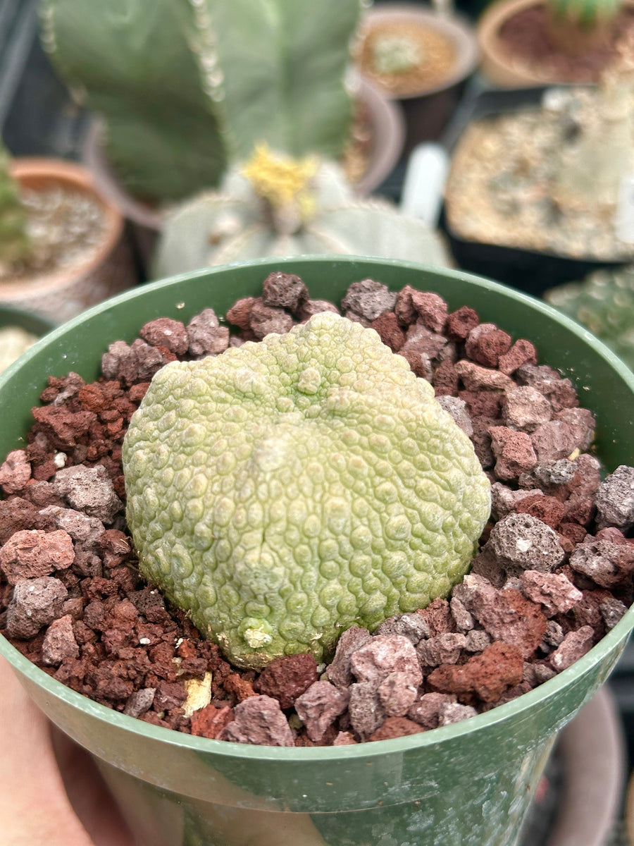 Pseudolithos Migiurtinus, Rare Succulent Species, Large and Unique