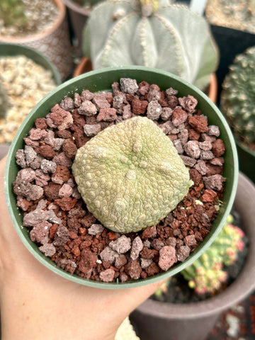 Pseudolithos Migiurtinus, Rare Succulent Species, Large and Unique