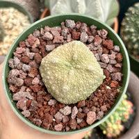 Pseudolithos Migiurtinus, Rare Succulent Species, Large and Unique