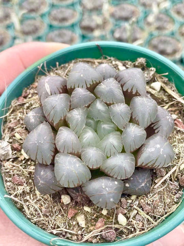 Rare Haworthia Cooperi OB1 Succulent - Unique and Stunning