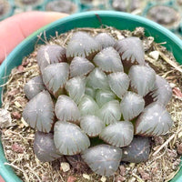 Rare Haworthia Cooperi OB1 Succulent - Unique and Stunning