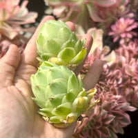 Aeonium vareigated Greenovia (2"), very Rare, Succulents