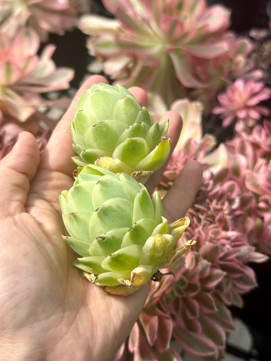 Aeonium vareigated Greenovia (2