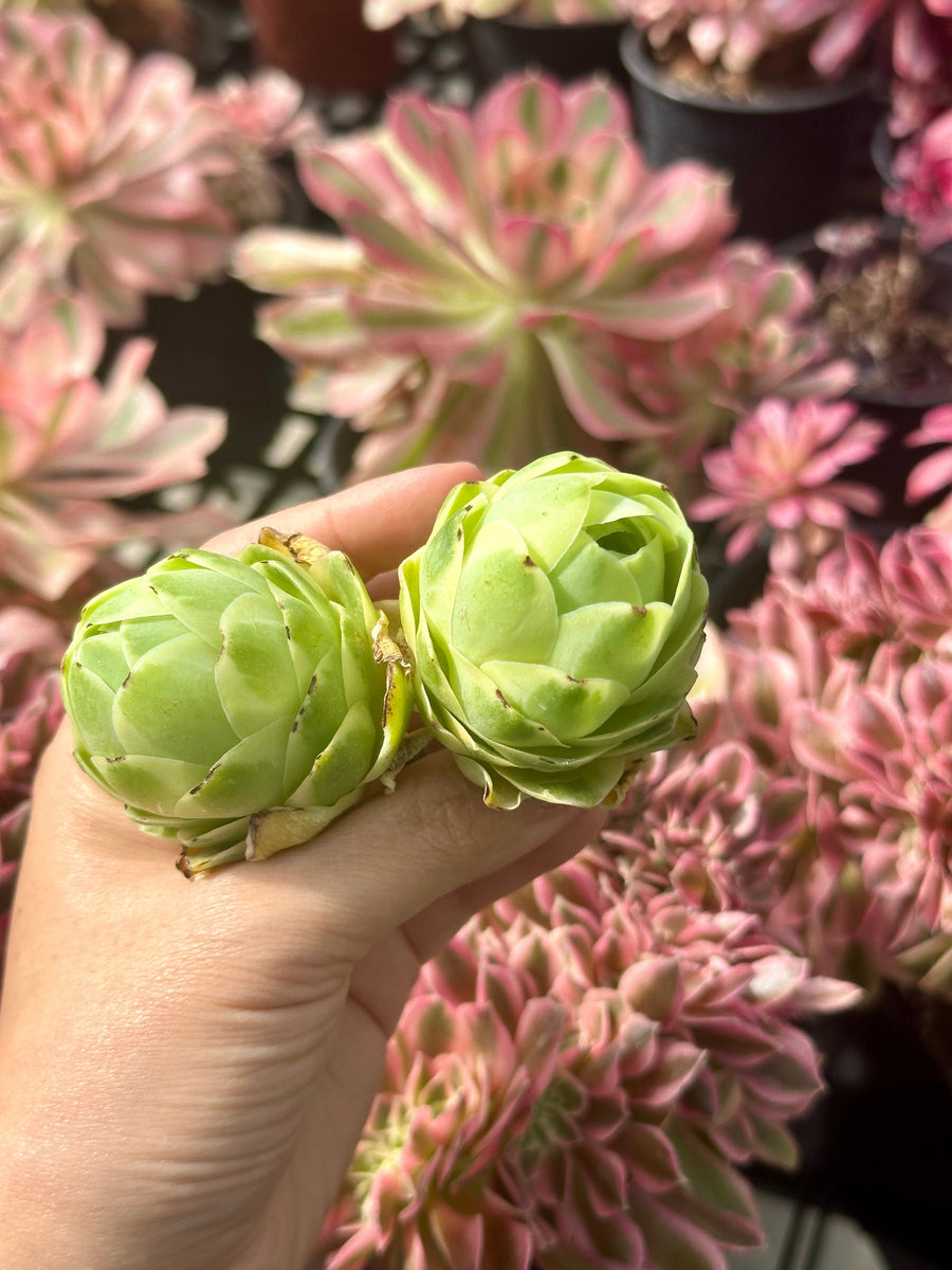 Aeonium vareigated Greenovia (2