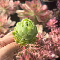 Aeonium vareigated Greenovia (2"), very Rare, Succulents