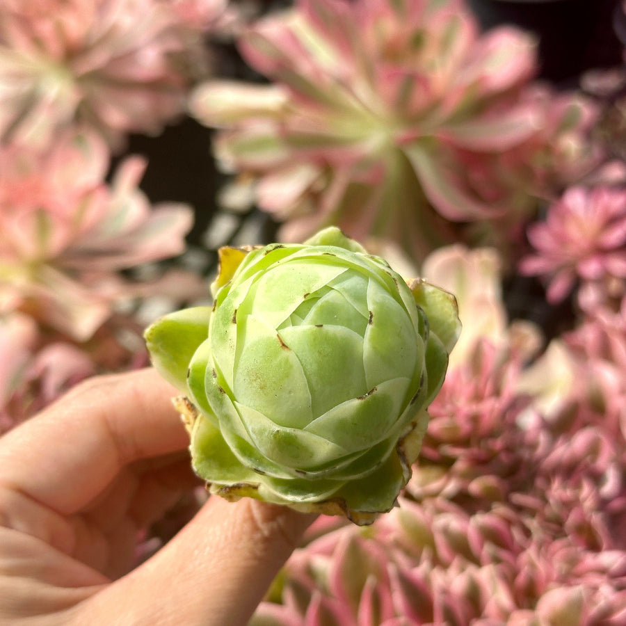 Aeonium vareigated Greenovia (2