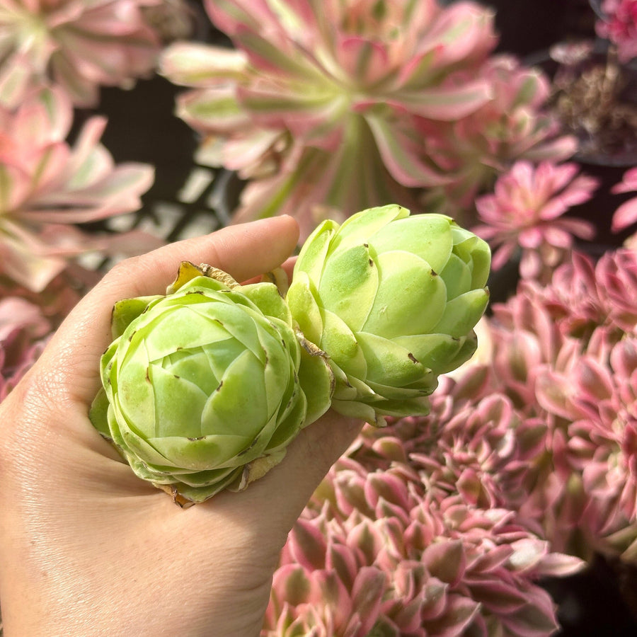 Aeonium vareigated Greenovia (2