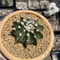 Rare Cactus - Gymnocalycium Mihanovichii LB2178
