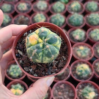 Rare Cactus - Gymnocalycium Horstii Variegata (1”)