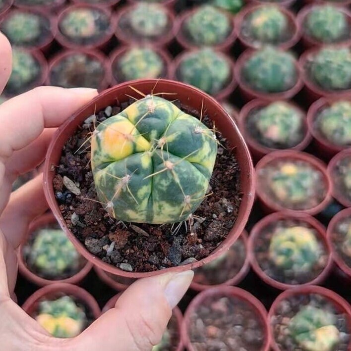 Rare Cactus - Gymnocalycium Horstii Variegata (1”)