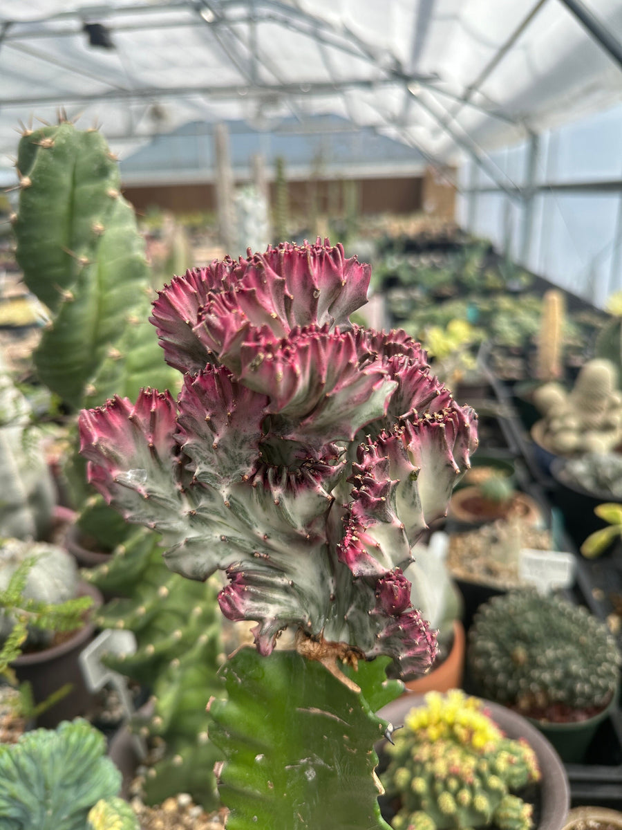 Rare Euphorbia - Euphorbia Lactea Cristata variegated pink