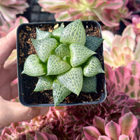 Rare Succulents - Haworthia Comptoniana Hakugei (3.5")