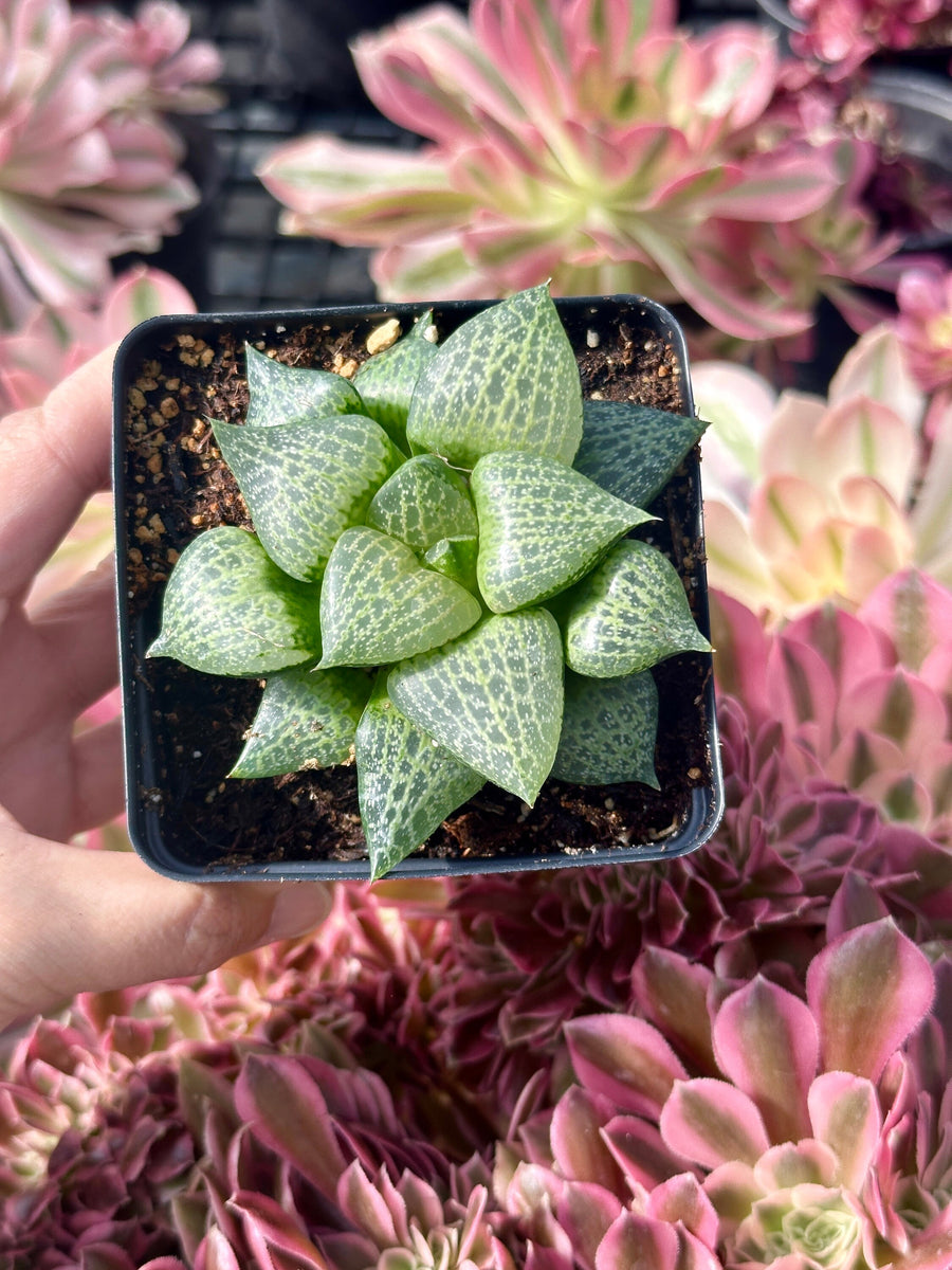 Rare Succulents - Haworthia Comptoniana Hakugei (3.5