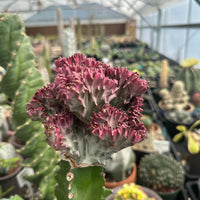 Rare Euphorbia - Euphorbia Lactea Cristata variegated pink