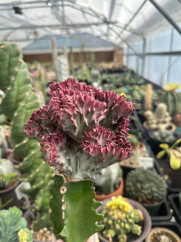 Rare Euphorbia - Euphorbia Lactea Cristata variegated pink