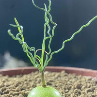 Rare Caudex - Ornithogalum Tortuosum, Budding Bulb, Live Plant (0.4”)