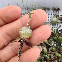 Rare Caudex - Ornithogalum Tortuosum, Budding Bulb, Live Plant (0.4”)