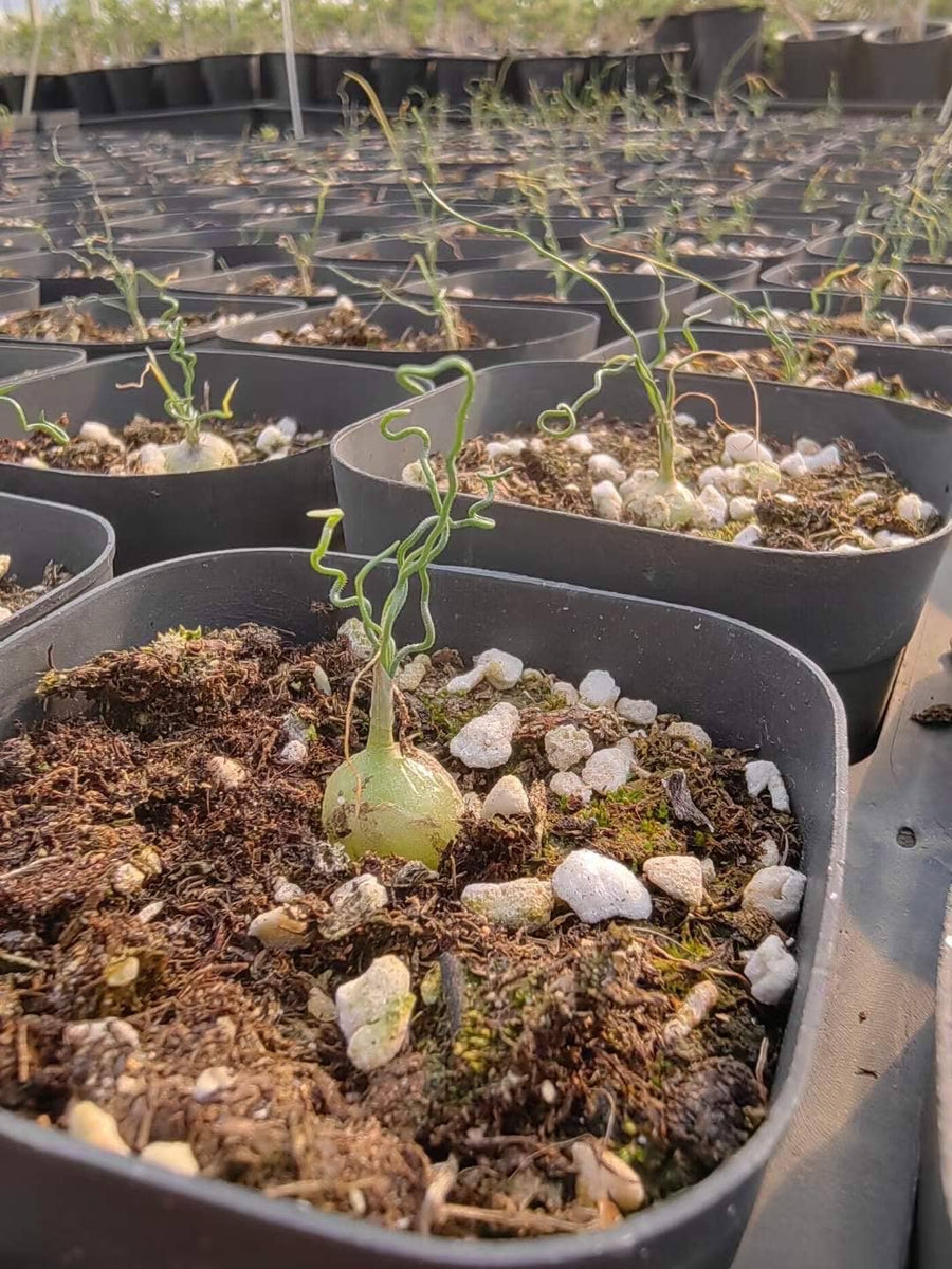 Rare Caudex - Ornithogalum Tortuosum, Budding Bulb, Live Plant (0.4”)